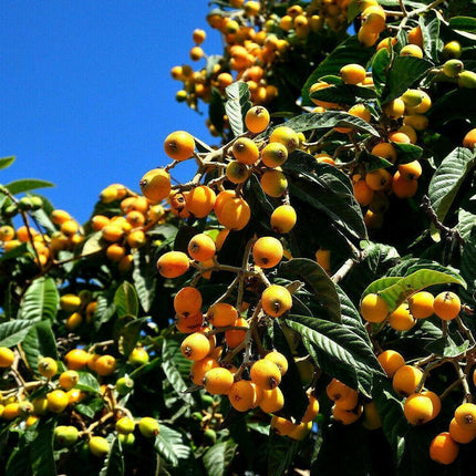 10 Loquat Tree Seeds - Seed World