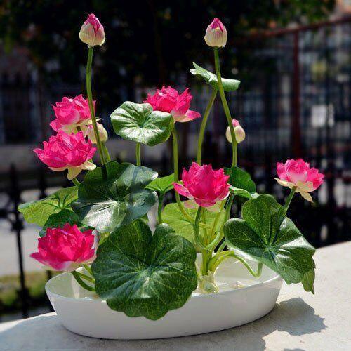 10 Lotus Flower Seeds | Rare Aquatic Flower Plant - Seed World