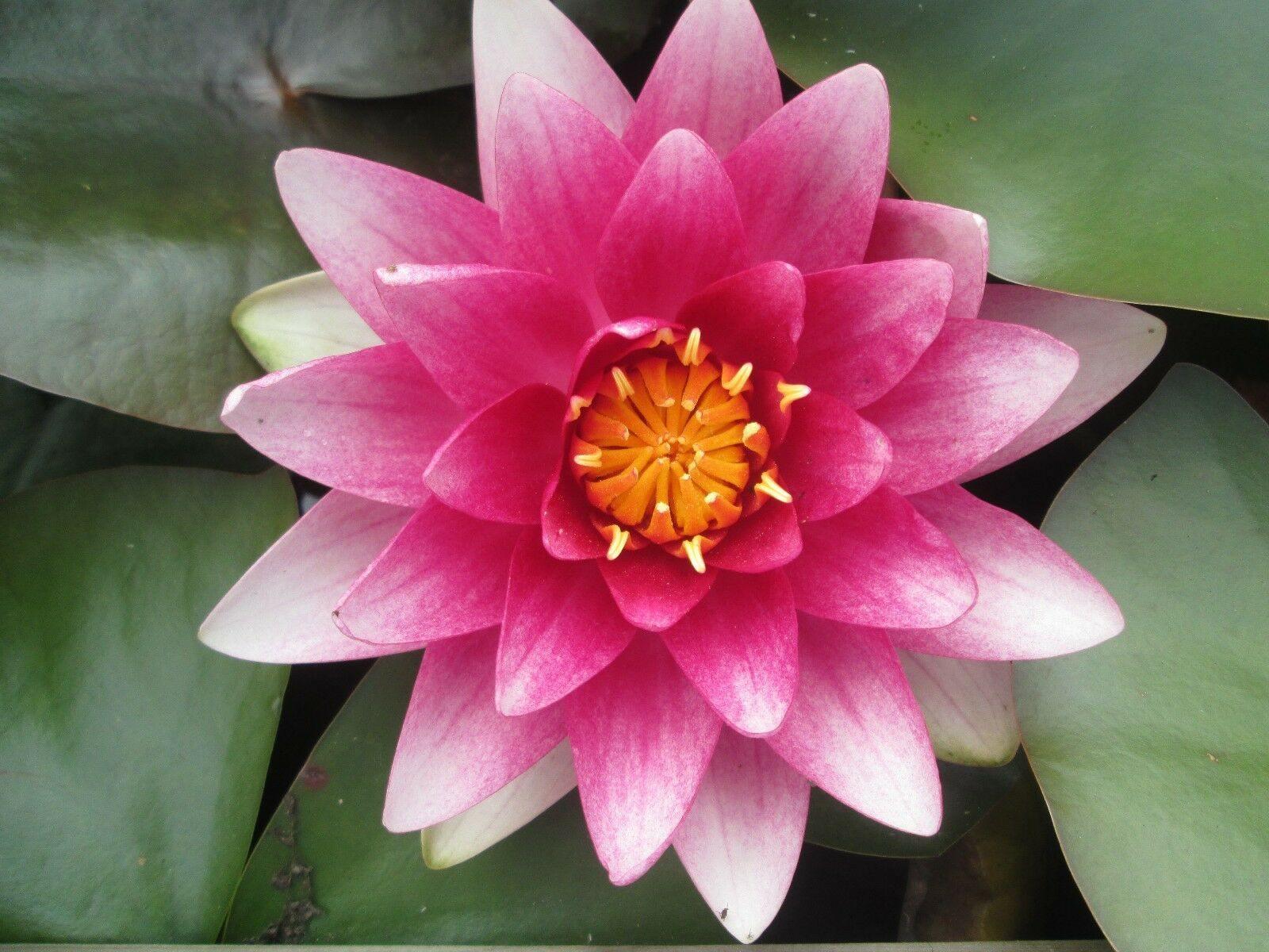 10 Lotus Flower Seeds | Rare Aquatic Flower Plant - Seed World