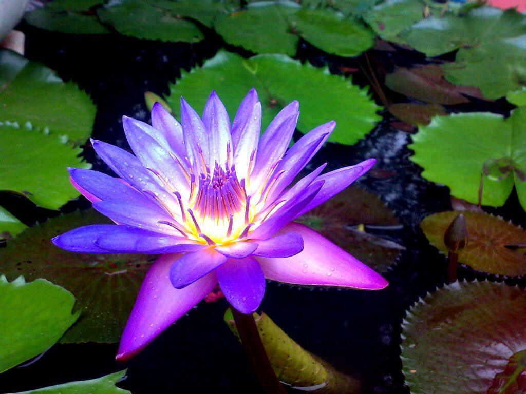 10 Lotus Flower Seeds | Rare Aquatic Flower Plant - Seed World