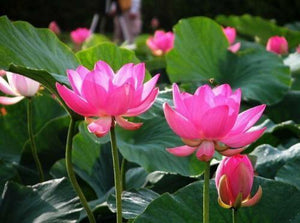 10 Lotus Flower Seeds | Rare Aquatic Flower Plant - Seed World