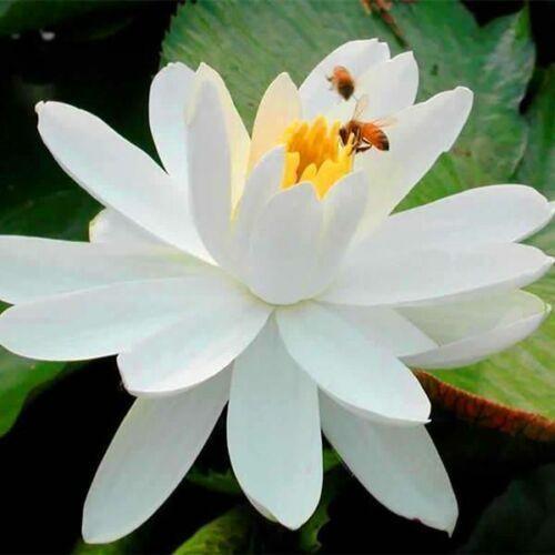 10 Lotus Flower Seeds | Rare Aquatic Flower Plant - Seed World