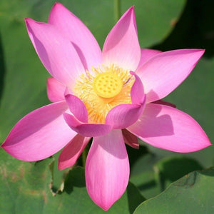 10 Lotus Flower Seeds | Rare Aquatic Flower Plant - Seed World