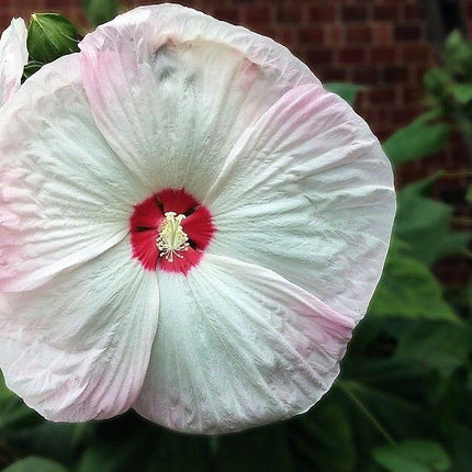 10 Luna Pink Swirl Hibiscus Seeds - Seed World
