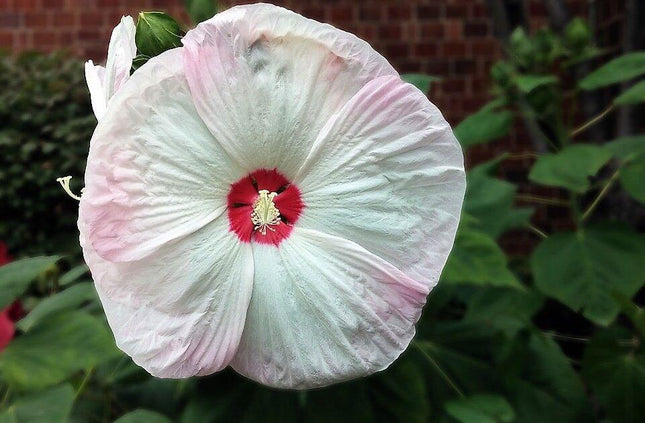 10 Luna Pink Swirl Hibiscus Seeds - Seed World