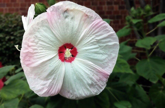 10 Luna Pink Swirl Hibiscus Seeds - Seed World