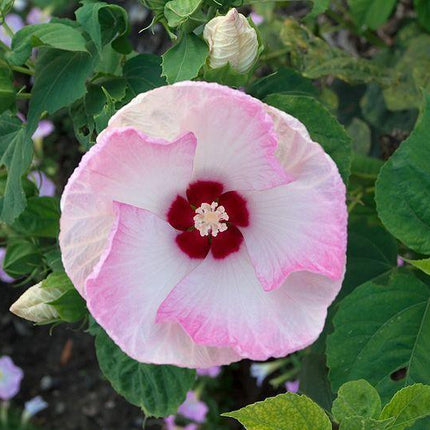10 Luna Pink Swirl Hibiscus Seeds - Seed World