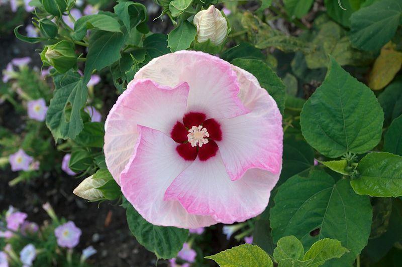 10 Luna Pink Swirl Hibiscus Seeds - Seed World