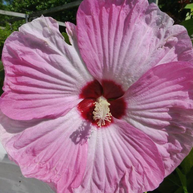 10 Luna Pink Swirl Hibiscus Seeds - Seed World