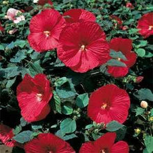 10 Luna Red Hibiscus Seeds - Seed World