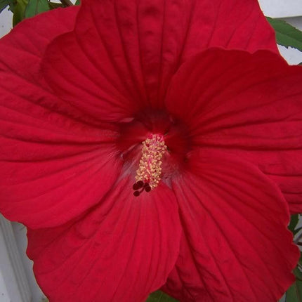 10 Luna Red Hibiscus Seeds - Seed World
