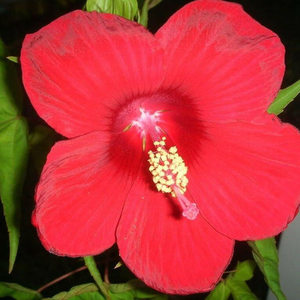 10 Luna Red Hibiscus Seeds - Seed World