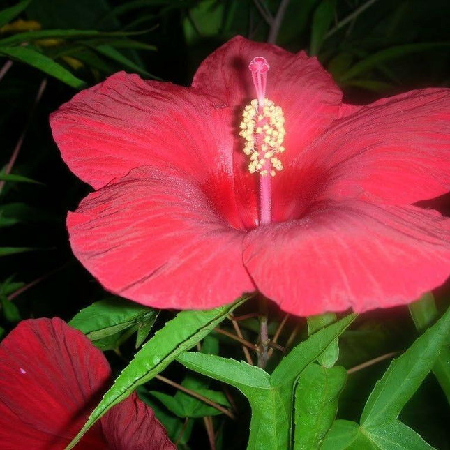 10 Luna Red Hibiscus Seeds - Seed World