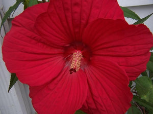 10 Luna Red Hibiscus Seeds - Seed World