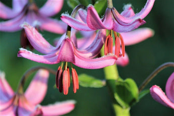 10 Martagon Lily - Mixed Colors Seeds - Seed World