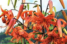 10 Martagon Lily - Mixed Colors Seeds - Seed World
