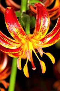 10 Martagon Lily - Mixed Colors Seeds - Seed World