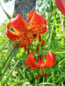 10 Martagon Lily - Mixed Colors Seeds - Seed World