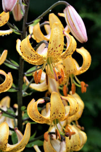 10 Martagon Lily - Mixed Colors Seeds - Seed World