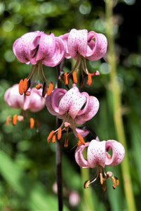 10 Martagon Lily - Mixed Colors Seeds - Seed World