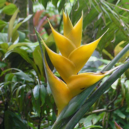 10 Mayan Gold Heliconia Seeds – Heliconia champneiana - Seed World