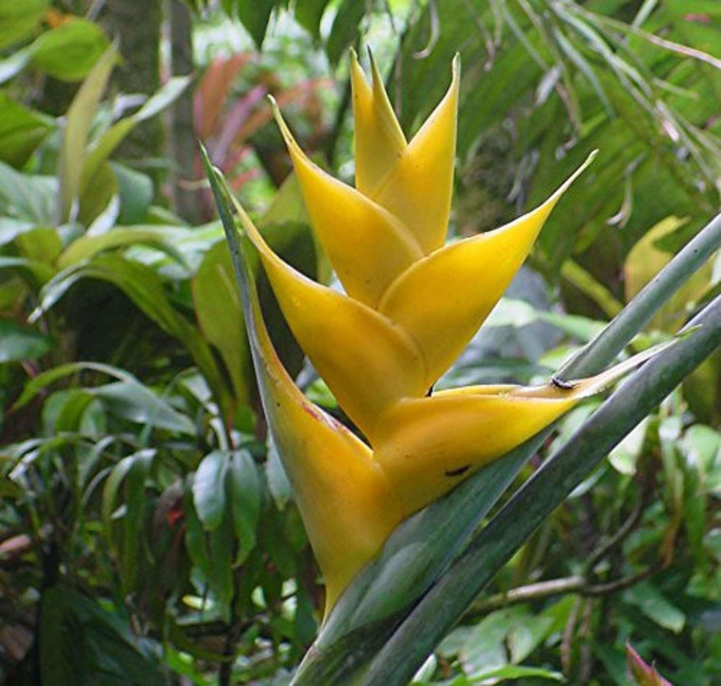 10 Mayan Gold Heliconia Seeds – Heliconia champneiana - Seed World