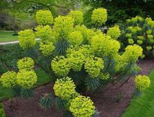 10 Mediterranean Spurge Seeds - Seed World