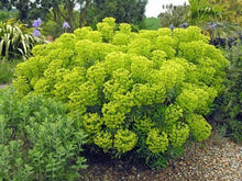 10 Mediterranean Spurge Seeds - Seed World