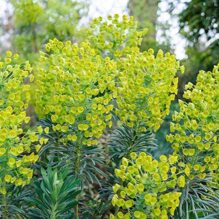 10 Mediterranean Spurge Seeds - Seed World