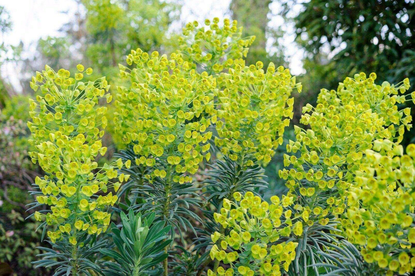 10 Mediterranean Spurge Seeds - Seed World