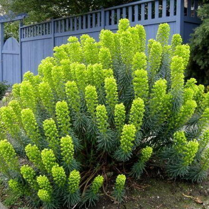 10 Mediterranean Spurge Seeds - Seed World