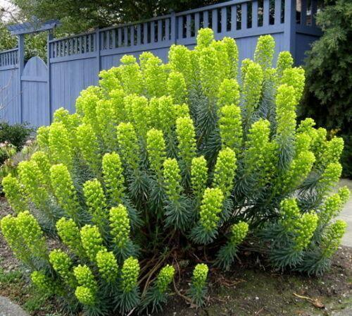 10 Mediterranean Spurge Seeds - Seed World