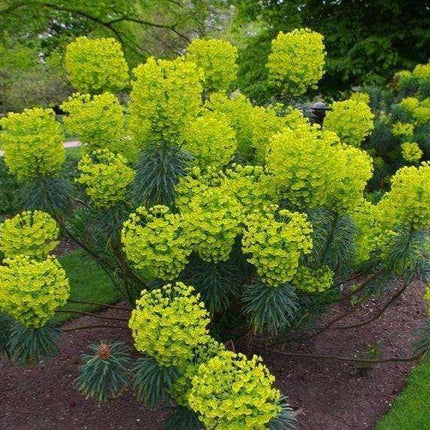 10 Mediterranean Spurge Seeds - Seed World