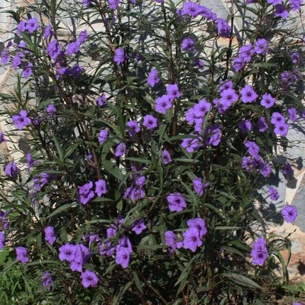 10 Mexican Petunia Fresh Cuttings - Seed World