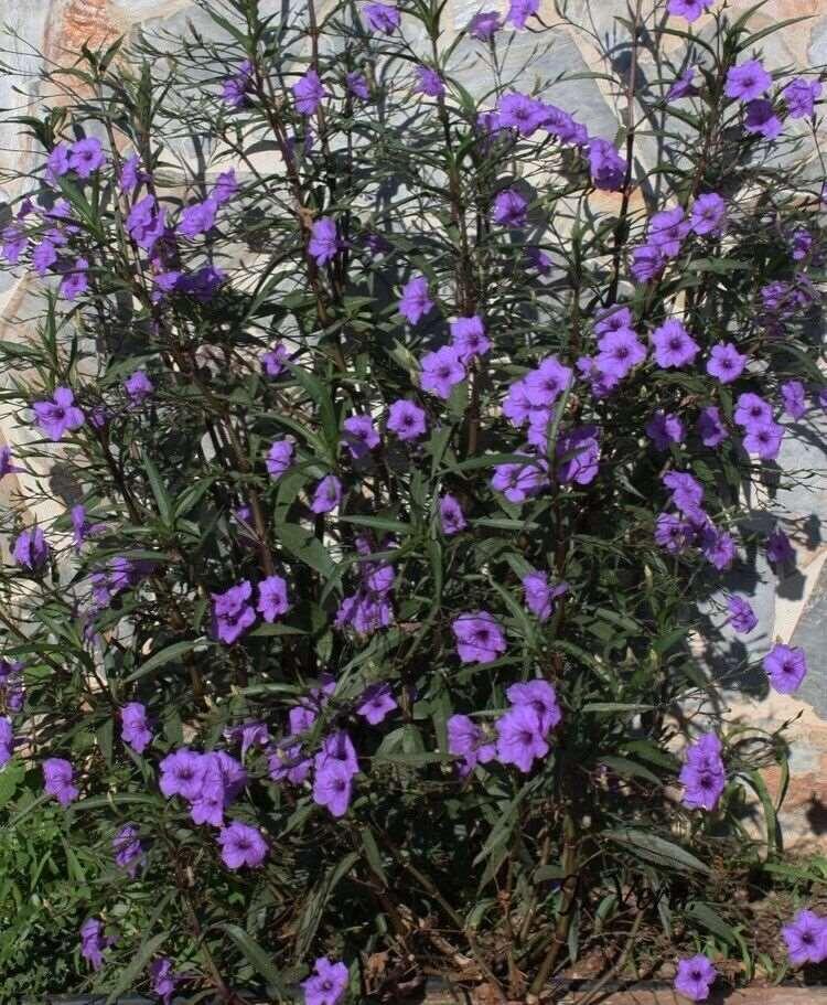 10 Mexican Petunia Fresh Cuttings - Seed World
