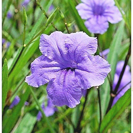 10 Mexican Petunia Fresh Cuttings - Seed World
