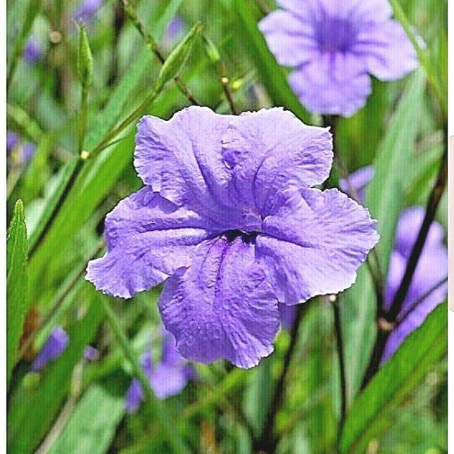 10 Mexican Petunia Fresh Cuttings - Seed World