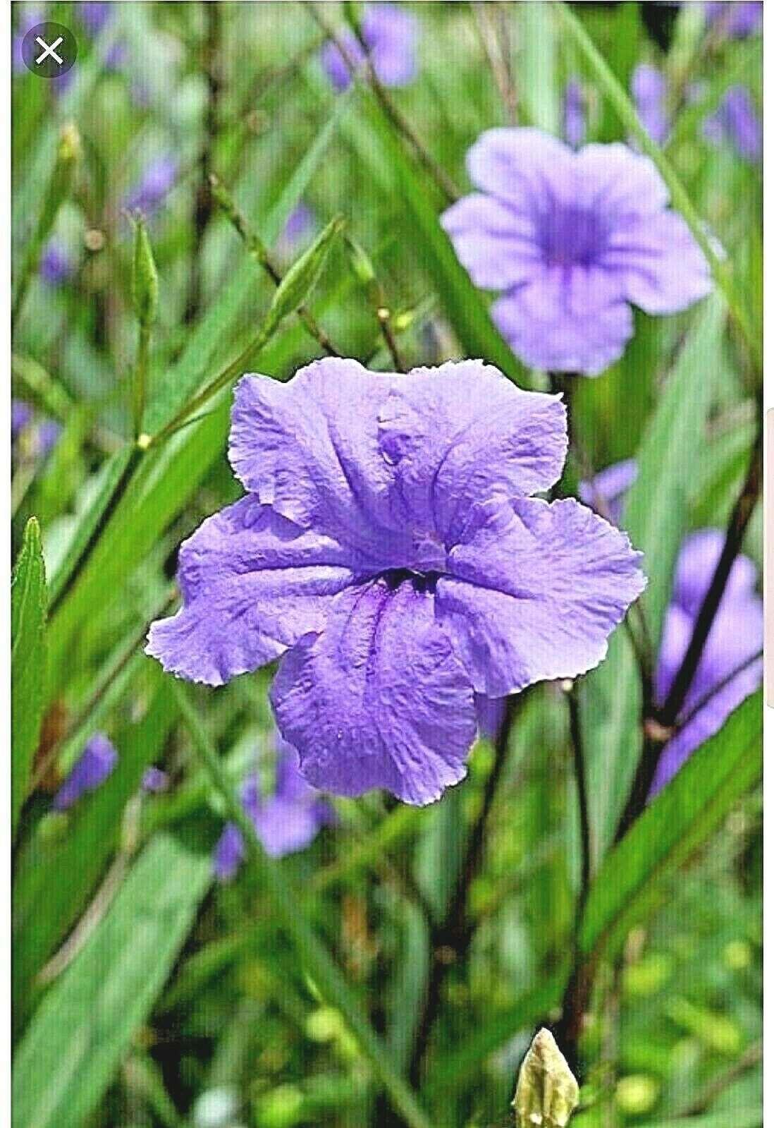10 Mexican Petunia Fresh Cuttings - Seed World