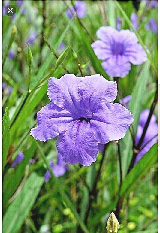 10 Mexican Petunia Fresh Cuttings - Seed World