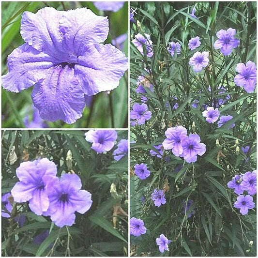 10 Mexican Petunia Fresh Cuttings - Seed World