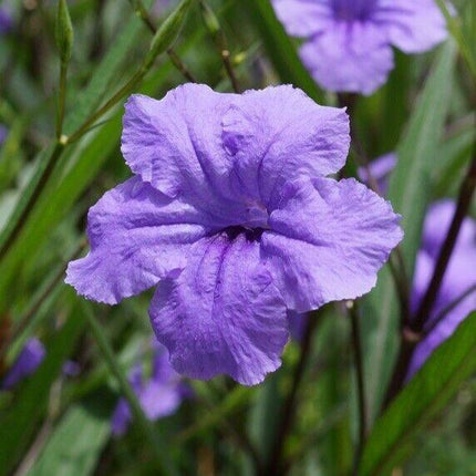 10 Mexican Petunia Fresh Cuttings - Seed World