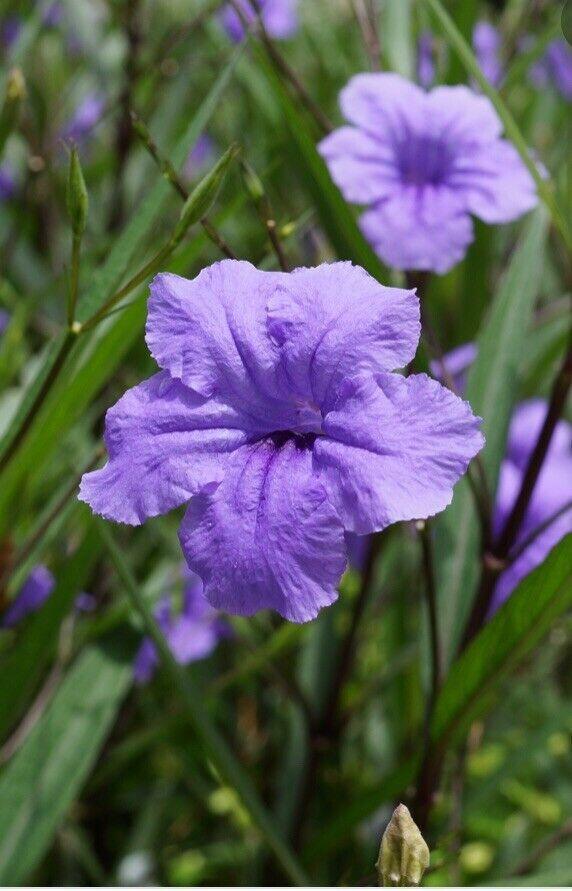 10 Mexican Petunia Fresh Cuttings - Seed World
