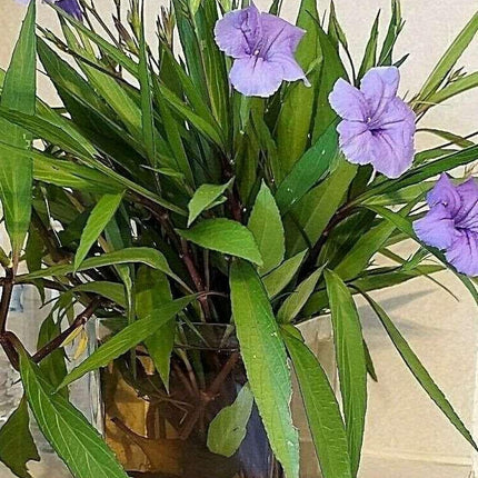 10 Mexican Petunia Fresh Cuttings - Seed World