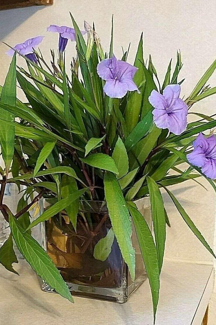 10 Mexican Petunia Fresh Cuttings - Seed World