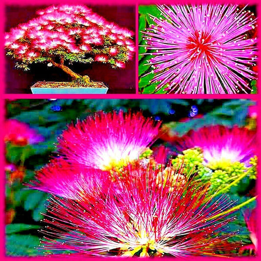 10 Mimosa Seeds (Albizia Julibrissin) Persian Pink Silk Tree - Seed World