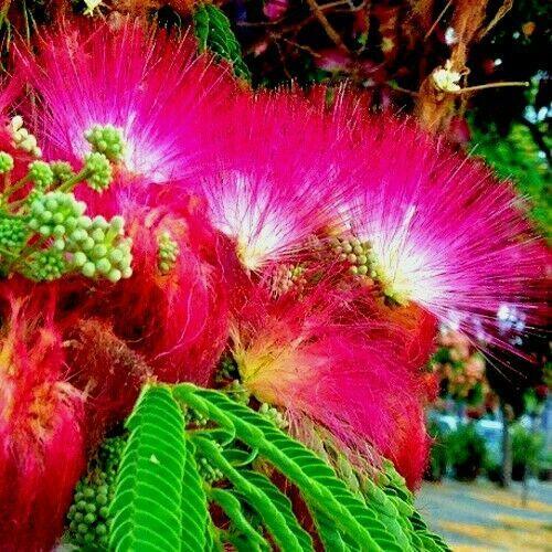 10 Mimosa Seeds (Albizia Julibrissin) Persian Pink Silk Tree - Seed World