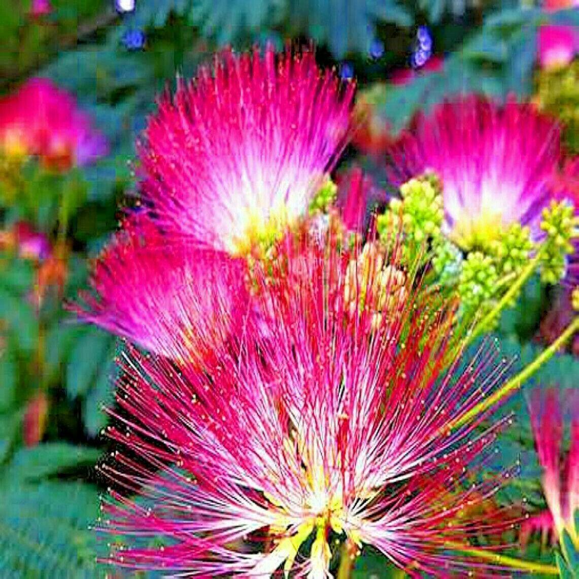 10 Mimosa Seeds (Albizia Julibrissin) Persian Pink Silk Tree - Seed World