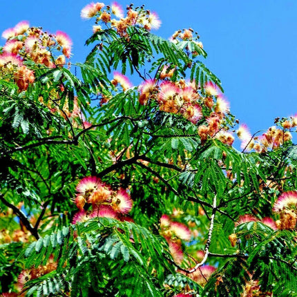 10 Mimosa Seeds (Albizia Julibrissin) Persian Pink Silk Tree - Seed World