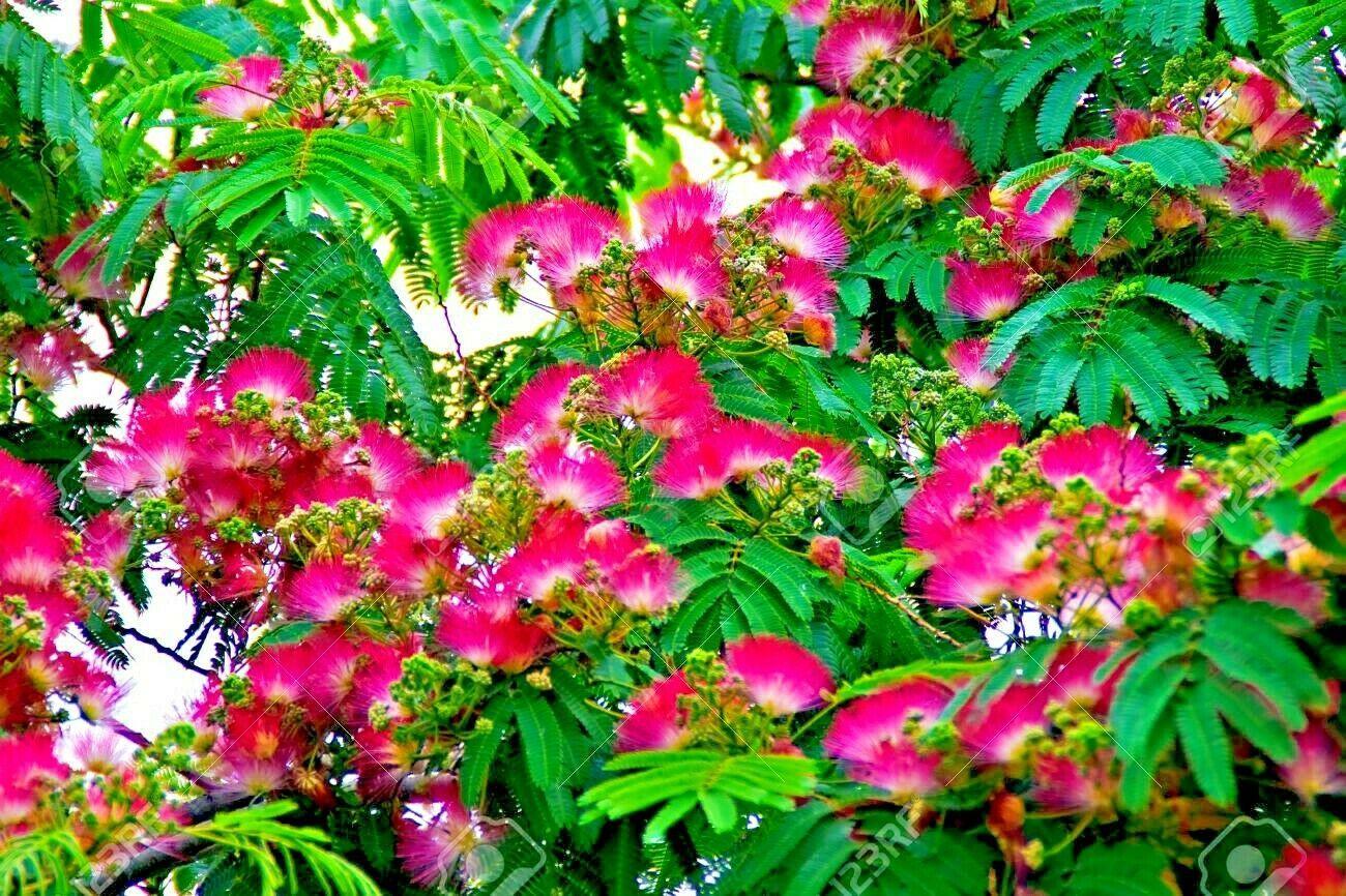 10 Mimosa Seeds (Albizia Julibrissin) Persian Pink Silk Tree - Seed World