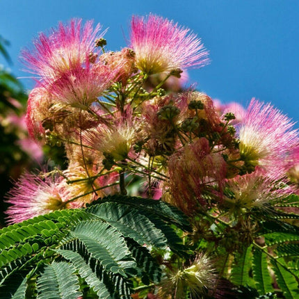 10 Mimosa Seeds (Albizia Julibrissin) Persian Pink Silk Tree - Seed World